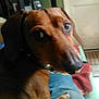 Norman is registered to the contest to win money with this photo: dog, brown_dog, pet, indoor, lap, close_up, canine, looking_back, ears, collar, furniture, door, person, resting, animal, curious, blurred_background, paw, home, companion