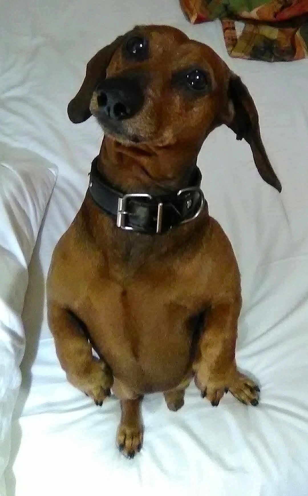 Norman