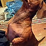 dog, dachshund, brown_dog, pet, indoor, carpet, looking_up, sitting, small_dog, fur, animal, domestic_animal, canine, cute, waiting, home, jeans, dreamcatcher, furniture, floor