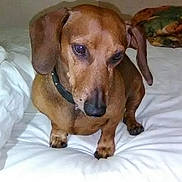 Norman is registered to the contest to win money with this photo: dog, dachshund, pet, brown, bed, blanket, indoor, animal, canine, fur, collar, small_dog, looking_down, ears, paws, domestic_animal, cute, companion, resting, portrait