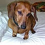 dog, dachshund, pet, brown, bed, blanket, indoor, animal, canine, fur, collar, small_dog, looking_down, ears, paws, domestic_animal, cute, companion, resting, portrait