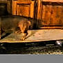Norman joined the competition — help win amazing prizes! dog, skateboard, indoor, wooden_cabinet, floor, pet, animal, blurry, dim_light, brown, small_dog, standing, furniture, household, domestic, carpet, flooring, low_quality, grainy, shadow