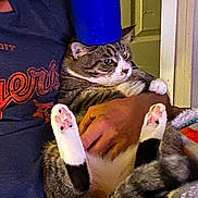 Mister Kitty is registered to the contest to win money with this photo: cat, tabby_cat, pet, indoor, person, hand, blue_cup, feline, animal, comfort, cozy, holding, paws, fur, relaxed, looking_away, domestic, cute, funny, household