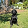 Nellie