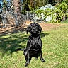 dog, black_dog, grass, outdoor, sunlight, fence, tree, yard, pet, canine, nature, animal, sitting, daylight, greenery, backyard, shadow, leaves, shed, playful