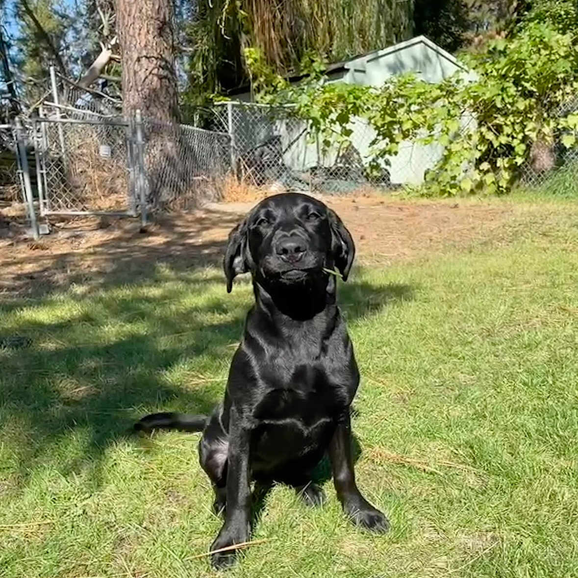Nellie is registered to the contest to win money with this photo: dog, black_dog, grass, outdoor, sunlight, fence, tree, yard, pet, canine, nature, animal, sitting, daylight, greenery, backyard, shadow, leaves, shed, playful