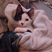 Junie is registered to the contest to win money with this photo: cat, kitten, black_and_white, blanket, cozy, cute, pet, fur, indoor, bed, sleepy, animal, resting, soft, comfort, young, whiskers, ears, paw, curious