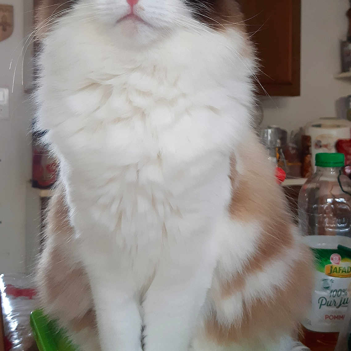 Kaya a rejoint le concours — aidez-le/la à gagner de superbes lots ! animal, blue_eyes, brown_patches, calm, cat, close_up, container, curious, cute, domestic, feline, fluffy, fur_pattern, indoor, kitchen, pet, pink_nose, sitting, whiskers, white_fur