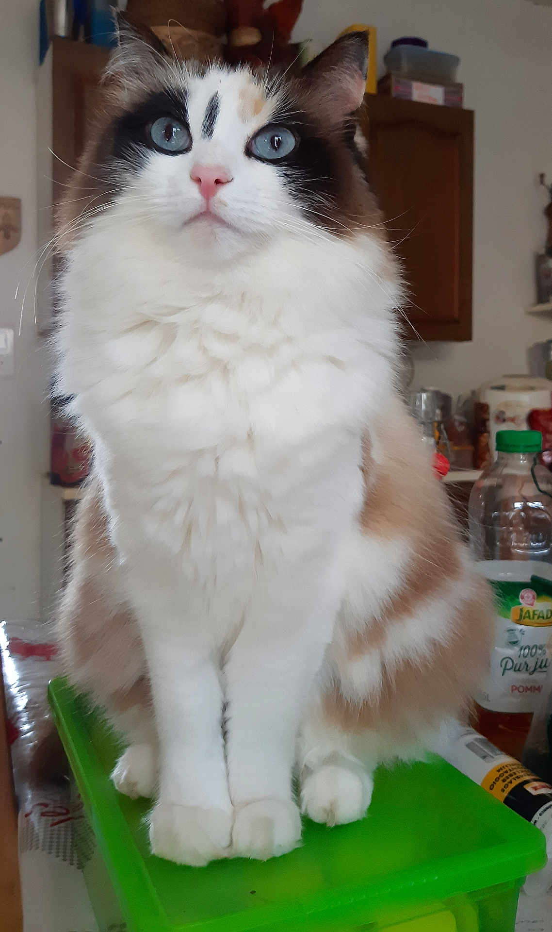 Kaya a rejoint le concours — aidez-le/la à gagner de superbes lots ! cat, fluffy, blue_eyes, white_fur, brown_patches, sitting, indoor, kitchen, container, pet, cute, animal, feline, close_up, domestic, fur_pattern, whiskers, pink_nose, curious, calm