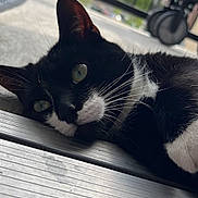 Jasper joined the competition — help win amazing prizes! cat, black_and_white_cat, pet, animal, indoor, relaxed, lying_down, close_up, whiskers, green_eyes, floor, metal_threshold, railings, outdoor_background, sunlight, feline, curious, resting, domestic_cat, cute