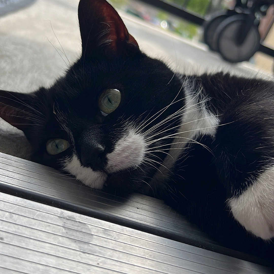 Jasper joined the competition — help win amazing prizes! cat, black_and_white_cat, pet, animal, indoor, relaxed, lying_down, close_up, whiskers, green_eyes, floor, metal_threshold, railings, outdoor_background, sunlight, feline, curious, resting, domestic_cat, cute