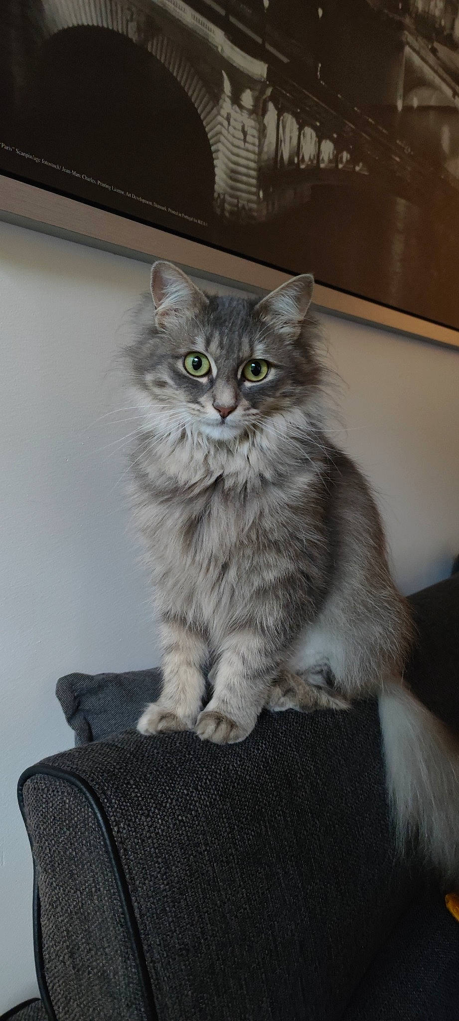 Mimosa participe au concours pour gagner de l'argent avec cette photo : british_longhair, carnivore, cat, claw, domestic_short_haired_cat, eye, felidae, fur, grey, maine_coon, monochrome_photography, paw, sitting, small_to_medium_sized_cats, snout, tail, terrestrial_animal, whiskers, window