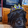 dog, black_dog, crown, paper_crown, pet, animal, kitchen, table, curious, close_up, indoor, fur, face, snout, canine, domestic_animal, cute, portrait, playful, decor