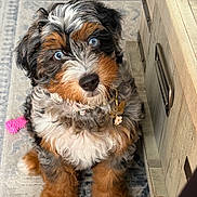 Harley Quinn is registered to the contest to win money with this photo: puppy, dog, blue_eyes, fluffy, carpet, indoor, wooden_cabinet, adorable, pet, collar, fur, brown, black, white, sitting, looking_up, cute, home, animal, face