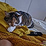 Isabella a rejoint le concours — aidez-le/la à gagner de superbes lots ! animal, bed, blanket, cat, cozy, fur, furniture, home, indoor, pet, photographs, pillow, remote_control, resting, sleeping, soft, tabby_cat, wall, white, yellow