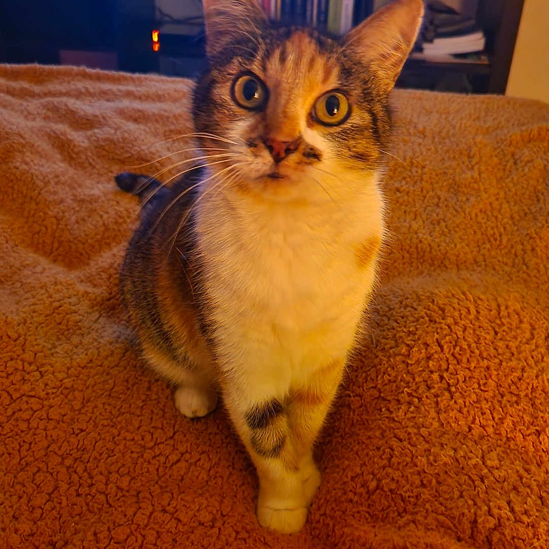 Isabella a rejoint le concours — aidez-le/la à gagner de superbes lots ! animal, blanket, bookshelf, calico, cat, close_up, cozy, curious, feline, front_paws, furniture, indoor, living_room, orange, pet, sitting, television, warm_light, whiskers, wide_eyes