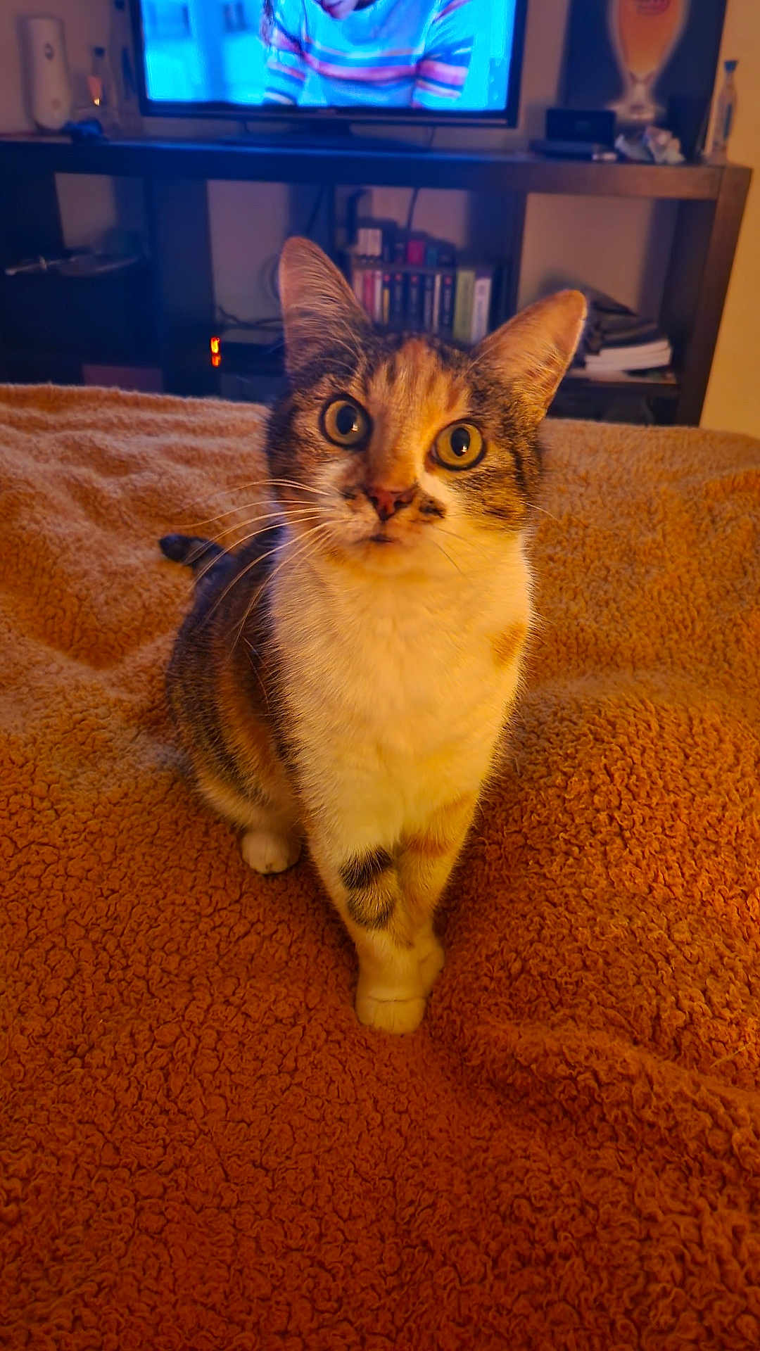Isabella a rejoint le concours — aidez-le/la à gagner de superbes lots ! animal, blanket, bookshelf, calico, cat, close_up, cozy, curious, feline, front_paws, furniture, indoor, living_room, orange, pet, sitting, television, warm_light, whiskers, wide_eyes