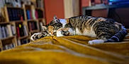 Isabella a rejoint le concours — aidez-le/la à gagner de superbes lots ! blanket, blurred_background, bookshelf, cat, cozy, domestic_animal, fur, furniture, home, indoor, mustard_yellow, nap, paw, pet, relaxation, resting, sleeping, tabby, television, whiskers