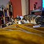 blanket, blurred_background, bookshelf, cat, cozy, domestic_animal, fur, furniture, home, indoor, mustard_yellow, nap, paw, pet, relaxation, resting, sleeping, tabby, television, whiskers