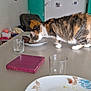 art, cat, chair, coaster, curious, dining, domestic, door, food, fork, furniture, glass, home, indoor, pet, plate, room, tabby, table, wall