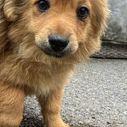 Aïko participe au concours pour gagner de l'argent avec cette photo : puppy, dog, animal, fur, cute, eyes, outdoor, asphalt, ground, grass, twigs, pet, mammal, young, fluffy, closeup, portrait, canine, adorable, nature