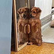 Aïko participe au concours pour gagner de l'argent avec cette photo : dog, mirror, reflection, indoor, brown, fluffy, standing, curious, tile_floor, wall, pipe, pet, animal, companion, cute, fur, paw, collar, home, funny_pose