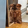 dog, mirror, reflection, indoor, brown, fluffy, standing, curious, tile_floor, wall, pipe, pet, animal, companion, cute, fur, paw, collar, home, funny_pose