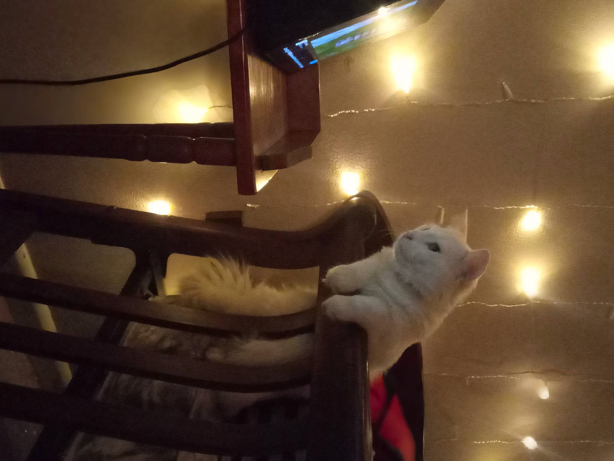 Bruce joined the competition — help win amazing prizes! automotive_lighting, ceiling, darkness, electricity, event, felidae, fur, gesture, lens_flare, light, light_fixture, metal, midnight, night, polar_bear, room, sculpture, small_to_medium_sized_cats, wood