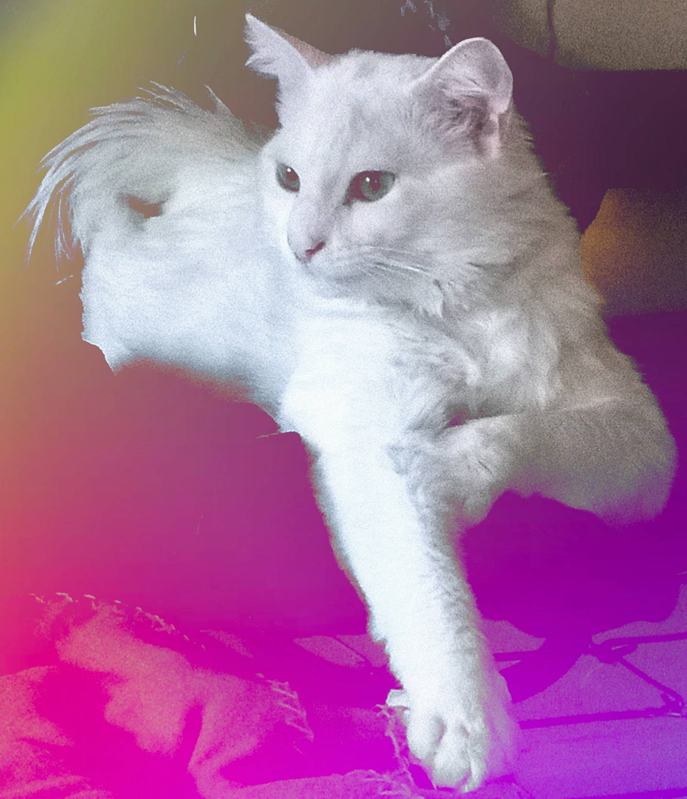 Bruce joined the competition — help win amazing prizes! carnivore, cat, claw, comfort, domestic_short_haired_cat, ear, eye, felidae, fur, magenta, paw, small_to_medium_sized_cats, snout, tail, whiskers