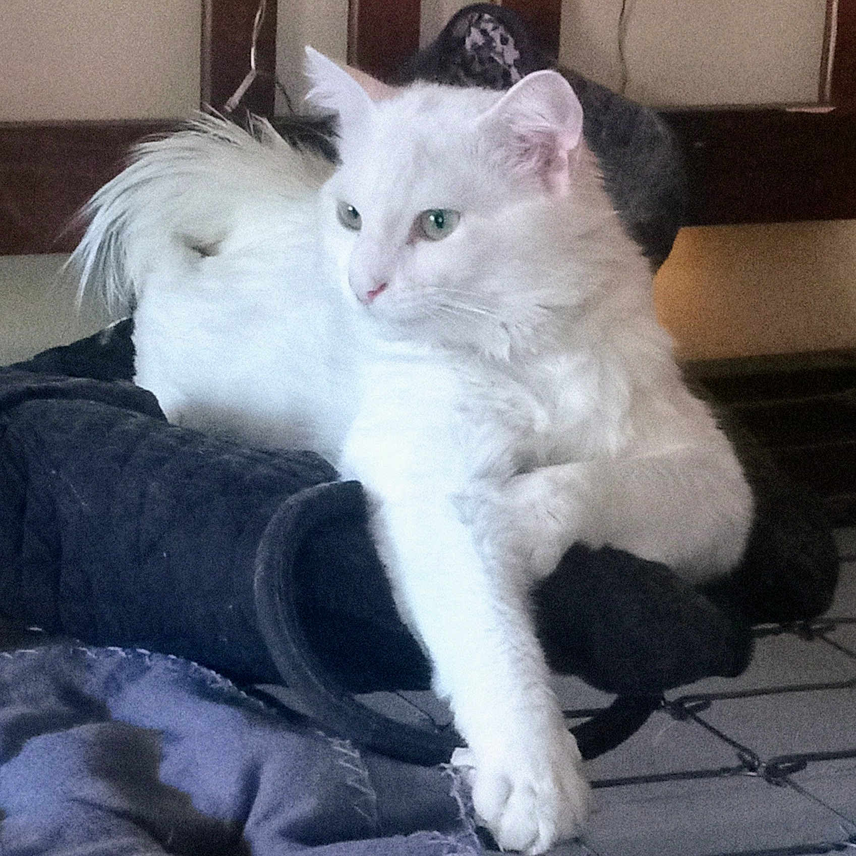 Bruce is registered to the contest to win money with this photo: abyssinian, angora, animal, bed, bedroom, cat, chair, couch, cushion, furniture, homedecor, indoors, kitten, manx, person, pet, room, siamese, slate, sleeping