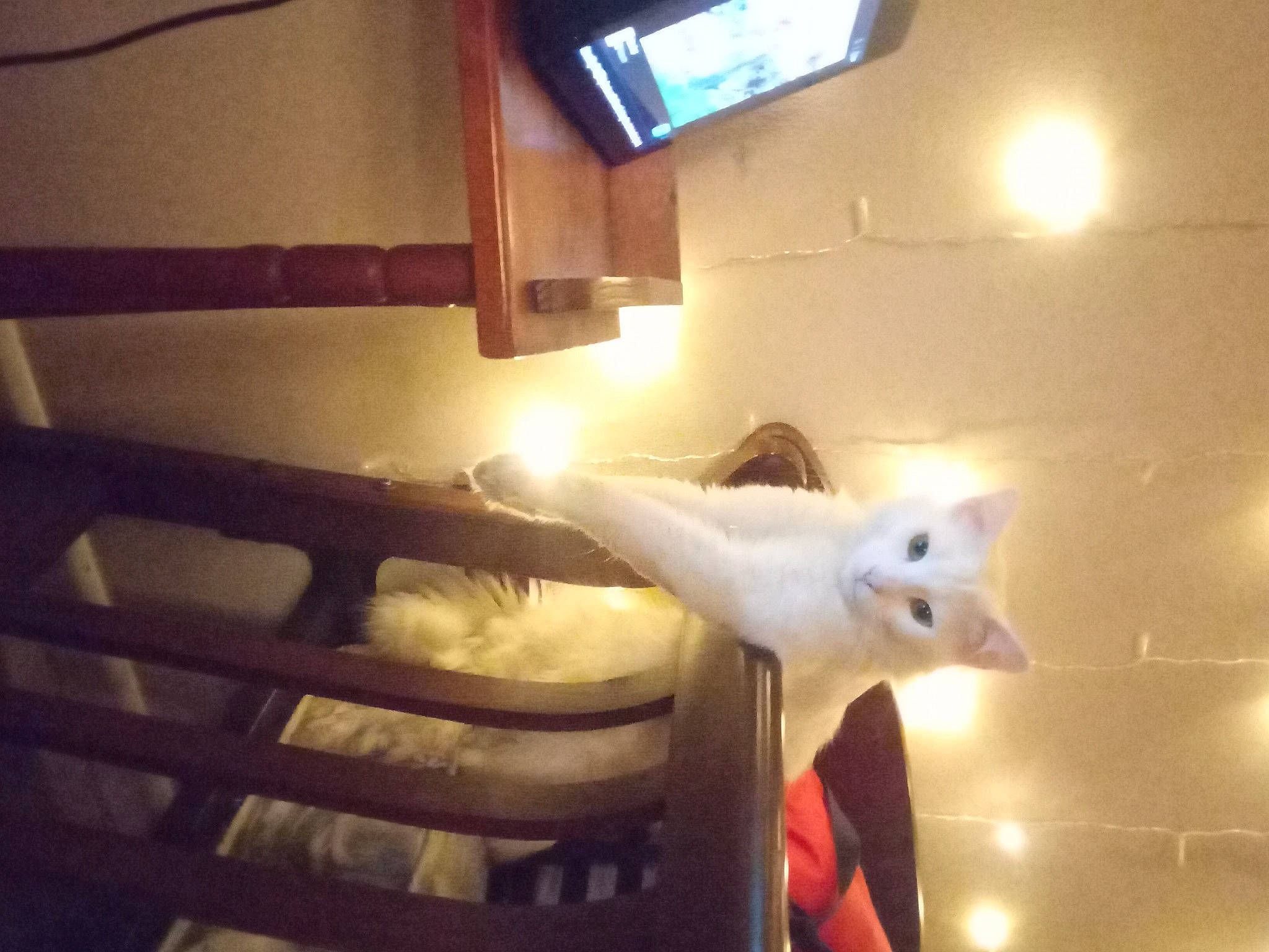 Bruce joined the competition — help win amazing prizes! carnivore, cat, ceiling, felidae, fur, hardwood, heat, led_backlit_lcd_display, light, light_fixture, night, room, sky, small_to_medium_sized_cats, tail, television, tints_and_shades, tree, whiskers, wood