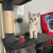 Lulu joined the competition — help win amazing prizes! kitten, cat, cat_tree, toy, indoor, pet, gray, white, furniture, playful, alert, small, young, cute, domestic, fur, animal, wall, bag, colorful