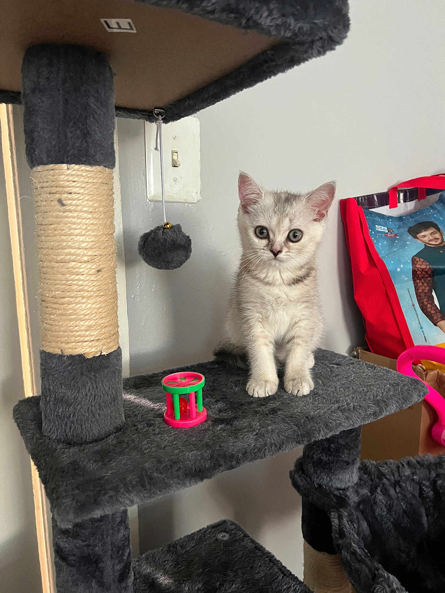 Lulu joined the competition — help win amazing prizes! kitten, cat, cat_tree, toy, indoor, pet, gray, white, furniture, playful, alert, small, young, cute, domestic, fur, animal, wall, bag, colorful