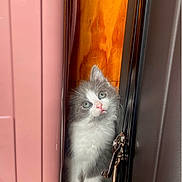 Snow a rejoint le concours — aidez-le/la à gagner de superbes lots ! accessories, angora, animal, architecture, building, cat, curtain, door, hardwood, indoors, kitten, leash, manx, outdoors, pet, shelter, siamese, window, windowsill, wood