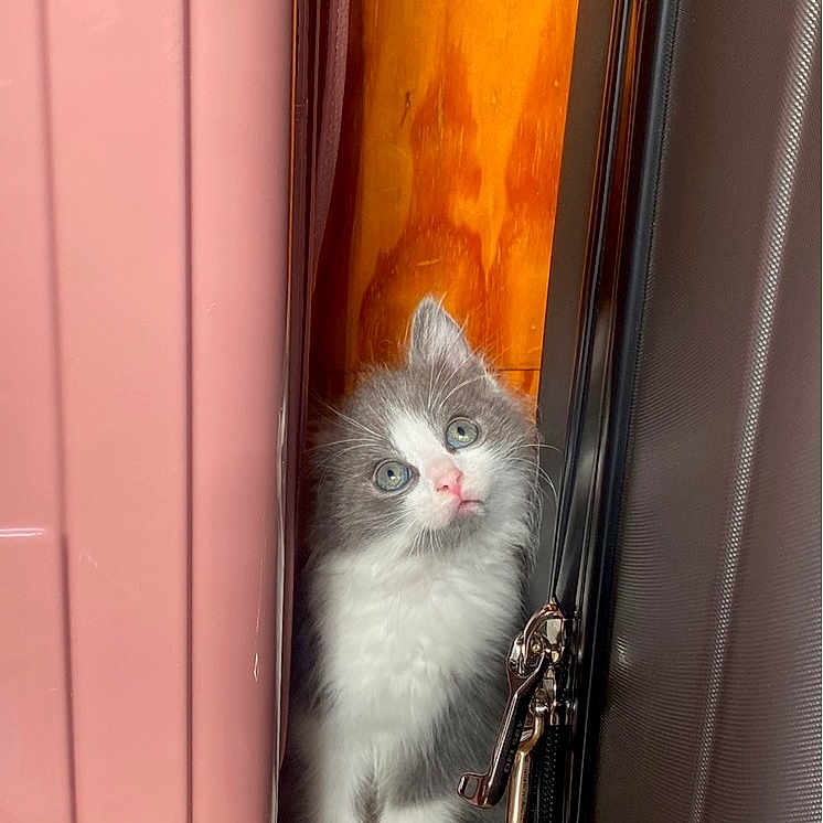 Snow a rejoint le concours — aidez-le/la à gagner de superbes lots ! accessories, angora, animal, architecture, building, cat, curtain, door, hardwood, indoors, kitten, leash, manx, outdoors, pet, shelter, siamese, window, windowsill, wood