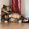 animal, cat, curtain, cute, feline, floor, fur, green_eyes, home, indoor, mammal, paw, pet, portrait, relaxed, resting, tile_floor, tortoiseshell_cat, wall, whiskers