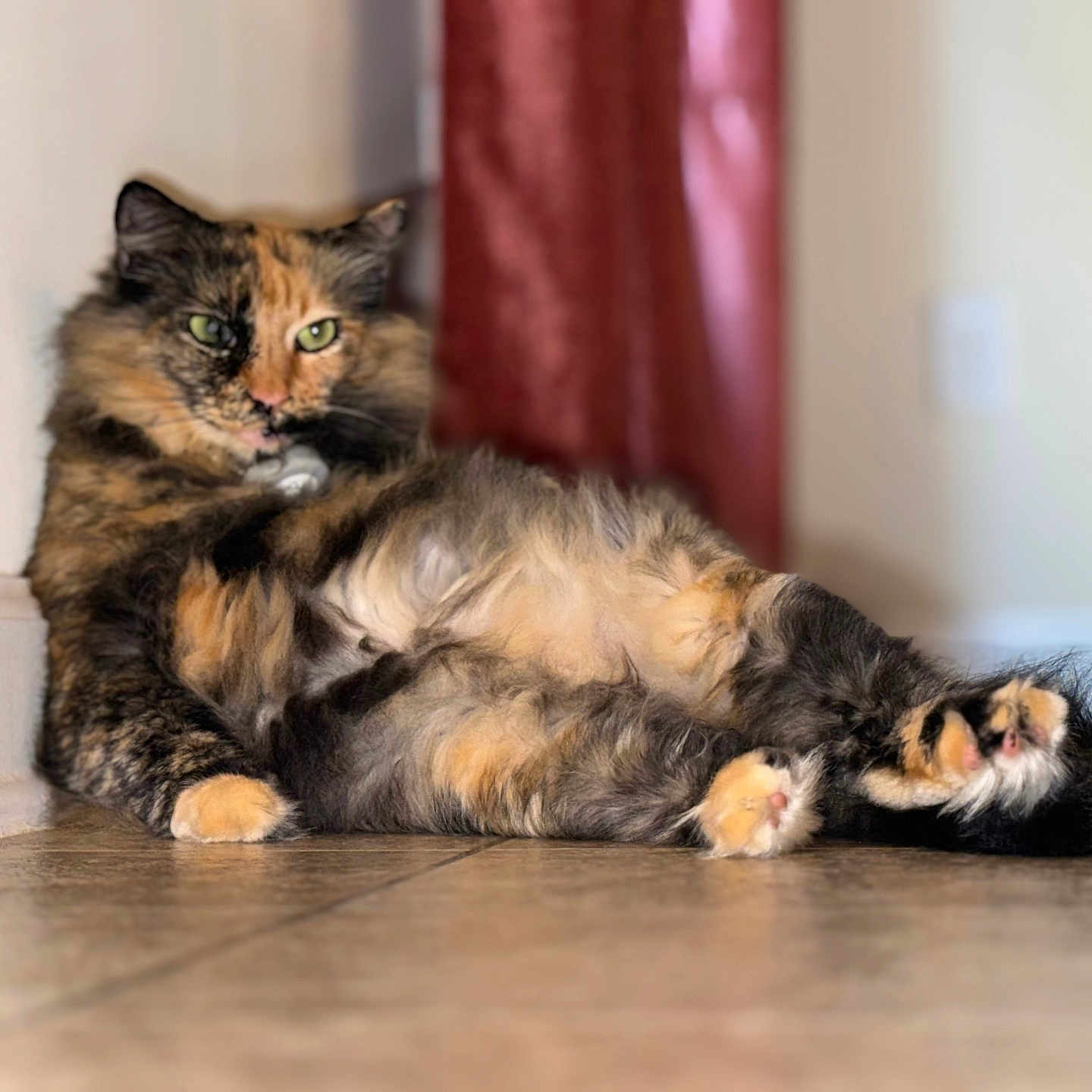 Marigold is registered to the contest to win money with this photo: animal, cat, curtain, cute, feline, floor, fur, green_eyes, home, indoor, mammal, paw, pet, portrait, relaxed, resting, tile_floor, tortoiseshell_cat, wall, whiskers