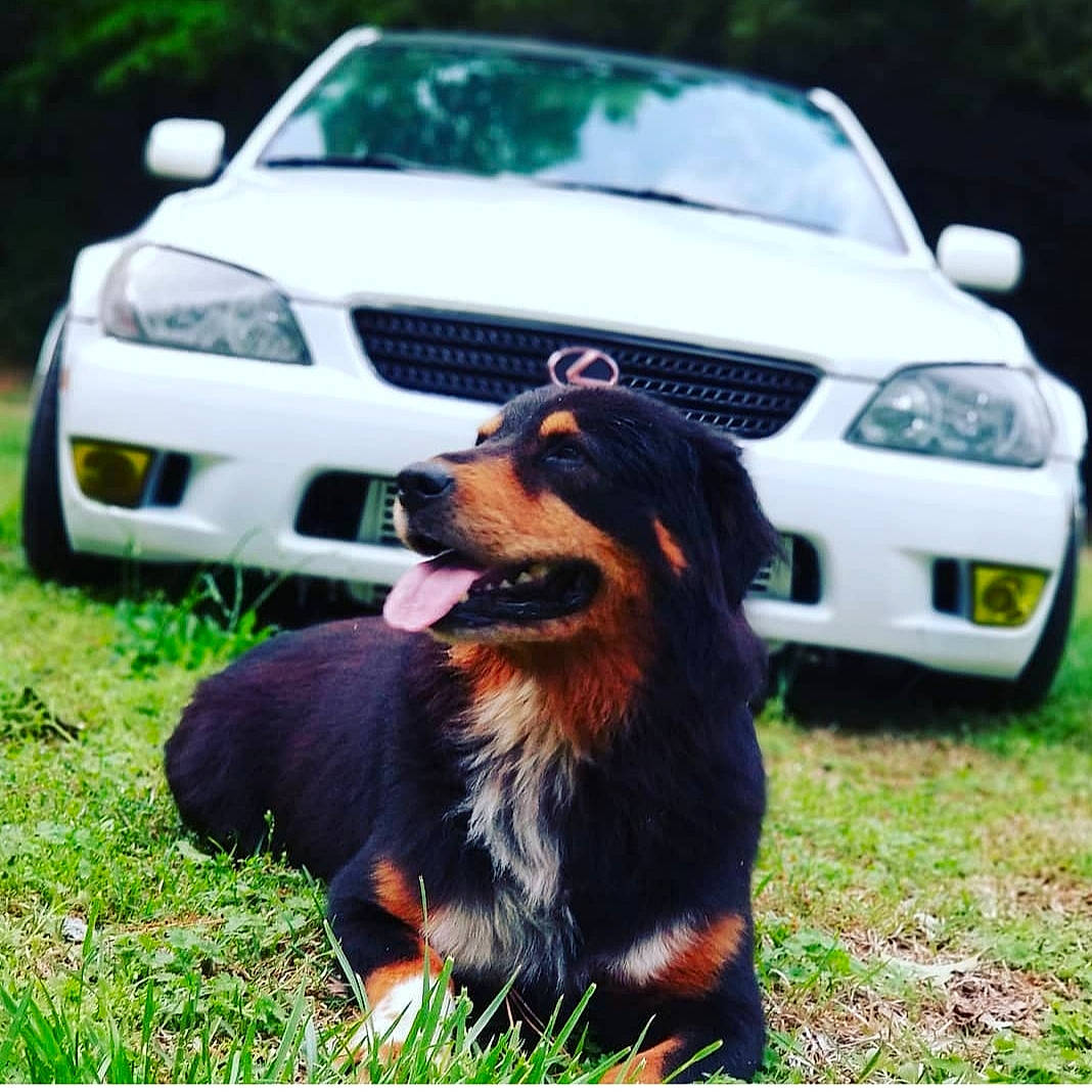 Auto is registered to the contest to win money with this photo: automotive_exterior, automotive_lighting, automotive_parking_light, automotive_side_marker_light, automotive_tire, bumper, car, carnivore, dog, ford_crown_victoria_police_interceptor, grass, grille, headlamp, hood, land_vehicle, light, motor_vehicle, vehicle, vehicle_door, vertebrate