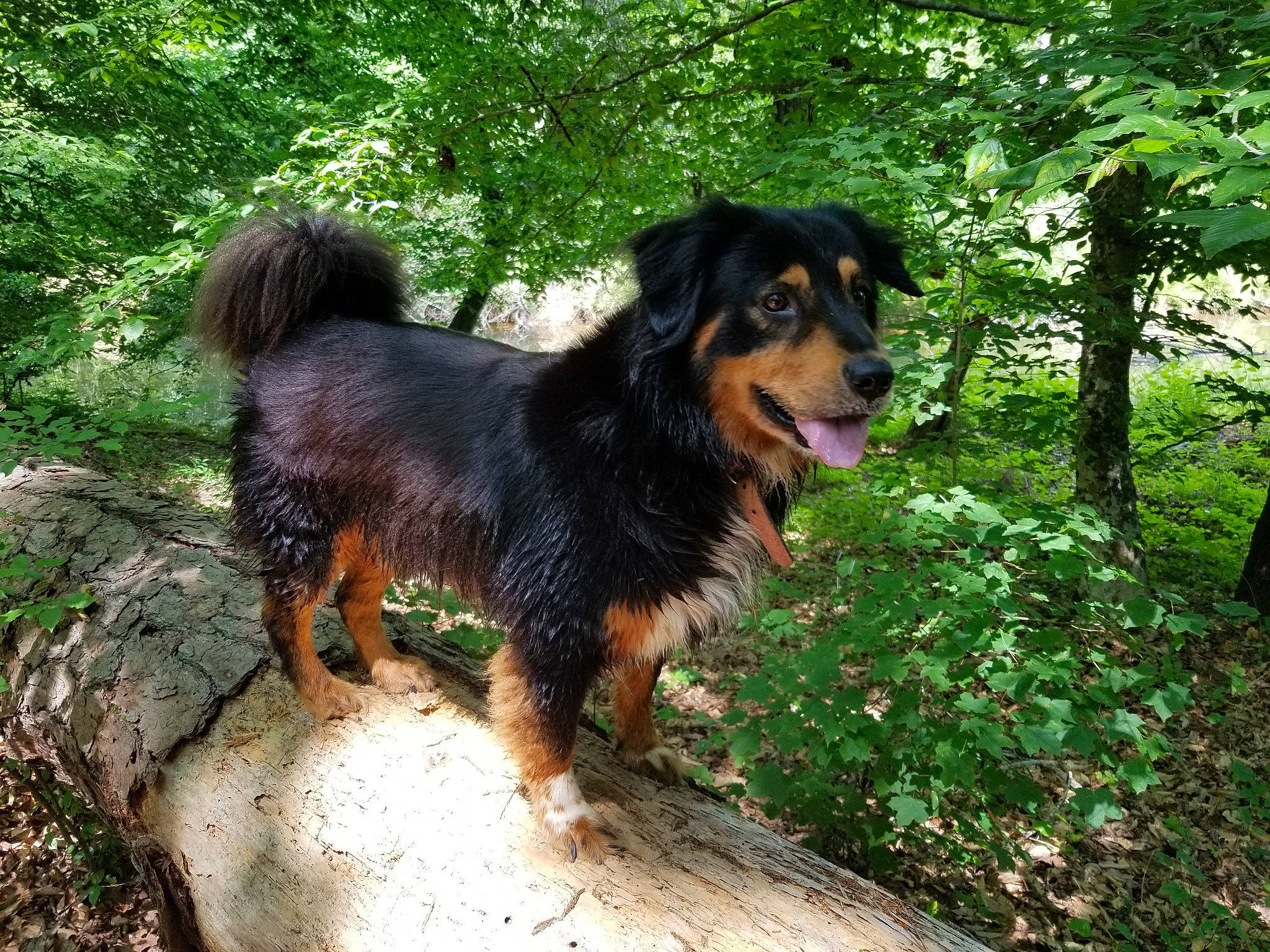 Auto is registered to the contest to win money with this photo: carnivore, companion_dog, dog, dog_breed, grass, jungle, plant, sporting_group, terrestrial_animal, terrestrial_plant, tree, working_dog