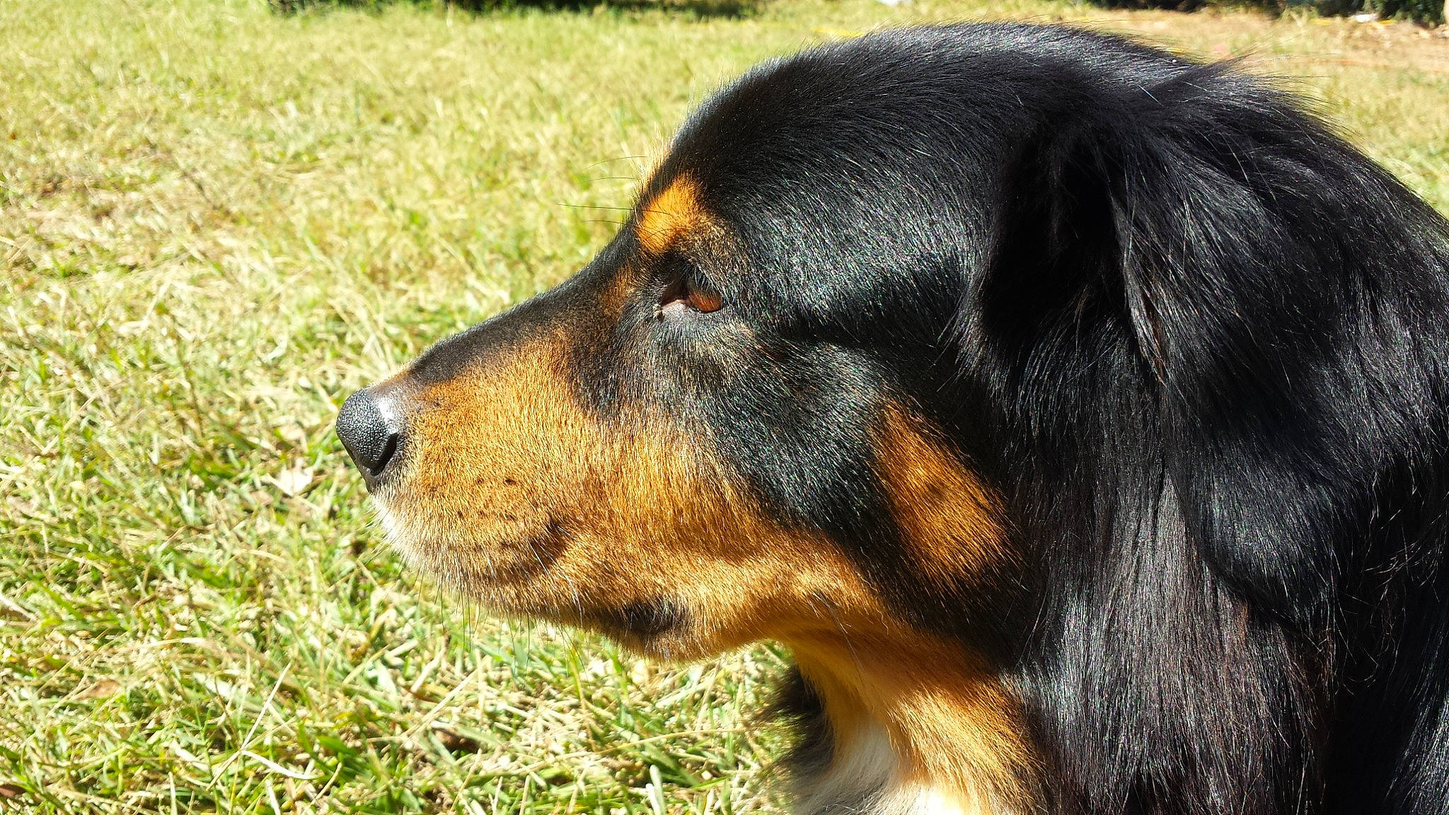 Auto joined the competition — help win amazing prizes! canidae, carnivore, companion_dog, dog, dog_breed, grass, hunting_dog, sporting_group, terrestrial_animal, working_dog