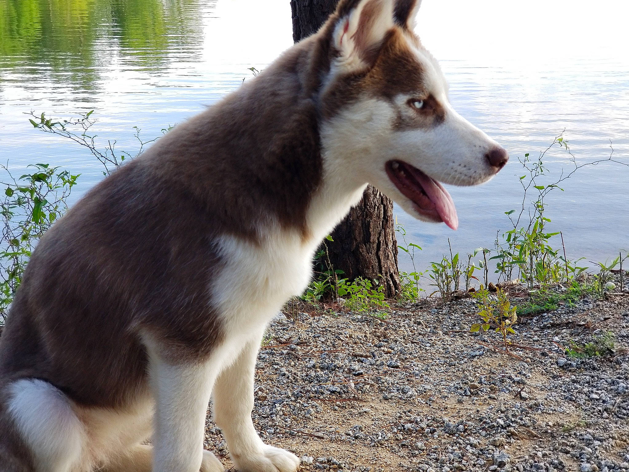 Jenna joined the competition — help win amazing prizes! canis, carnivore, collar, companion_dog, dog, dog_breed, grass, jaw, lake, plant, siberian_husky, sled_dog, snout, sporting_group, tail, terrestrial_animal, water, whiskers, wolf, working_animal