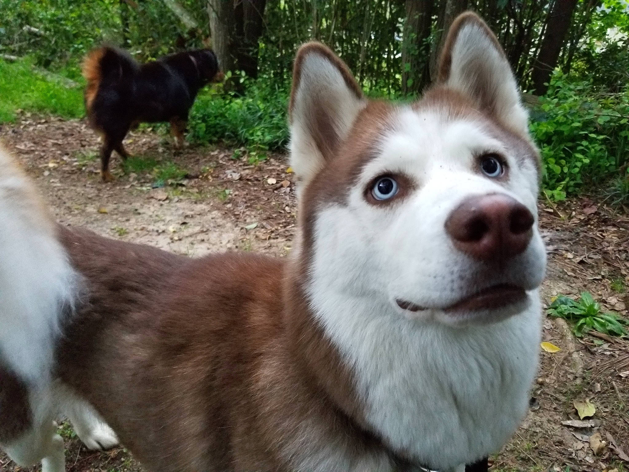 Jenna joined the competition — help win amazing prizes! canidae, carnivore, collar, companion_dog, dog, dog_breed, fawn, fur, grass, herding_dog, mammal, plant, sled_dog, sporting_group, tail, terrestrial_animal, tree, vertebrate, whiskers, working_animal