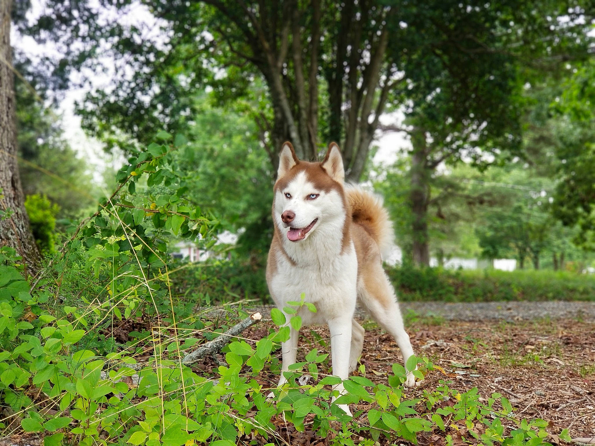 Jenna joined the competition — help win amazing prizes! canidae, carnivore, companion_dog, dog, dog_breed, fawn, forest, grass, natural_landscape, plant, snout, sporting_group, tail, terrestrial_animal, tree, wildlife, wood, woodland, working_animal, working_dog