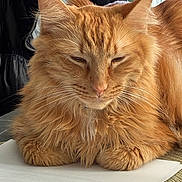 Oliver joined the competition — help win amazing prizes! cat, close_up, cozy, ears, fur, ginger_cat, home, indoor, loaf, long_hair, orange_fur, paper, paws, pet, portrait, relaxed, sleepy, tabby, table, whiskers