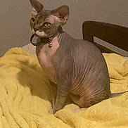 Beebus joined the competition — help win amazing prizes! animal, bell, cat, chair, collar, curious, domestic_cat, feline, furniture, hairless_cat, home, indoor, mammal, pet, relaxed, sitting, soft_texture, sphynx_cat, wrinkled_skin, yellow_blanket