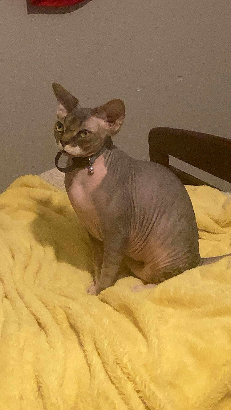 Beebus joined the competition — help win amazing prizes! animal, bell, cat, chair, collar, curious, domestic_cat, feline, furniture, hairless_cat, home, indoor, mammal, pet, relaxed, sitting, soft_texture, sphynx_cat, wrinkled_skin, yellow_blanket