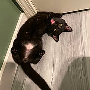 Loki is registered to the contest to win money with this photo: black_cat, kitten, playful, floor, wood_floor, green_wall, pet, animal, cute, indoor, paw_pads, belly, fur, young_cat, looking_up, wide_eyes, mouth_open, corner, shadow, domestic_cat