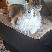 Petey is registered to the contest to win money with this photo: cat, fluffy_cat, gray_cat, white_cat, long_hair, green_eyes, pet, feline, animal, portrait, sitting, lounging, cushion, ottoman, furniture, indoor, living_room, fan, carpet, photography