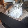 cat, fluffy_cat, gray_cat, white_cat, long_hair, green_eyes, pet, feline, animal, portrait, sitting, lounging, cushion, ottoman, furniture, indoor, living_room, fan, carpet, photography