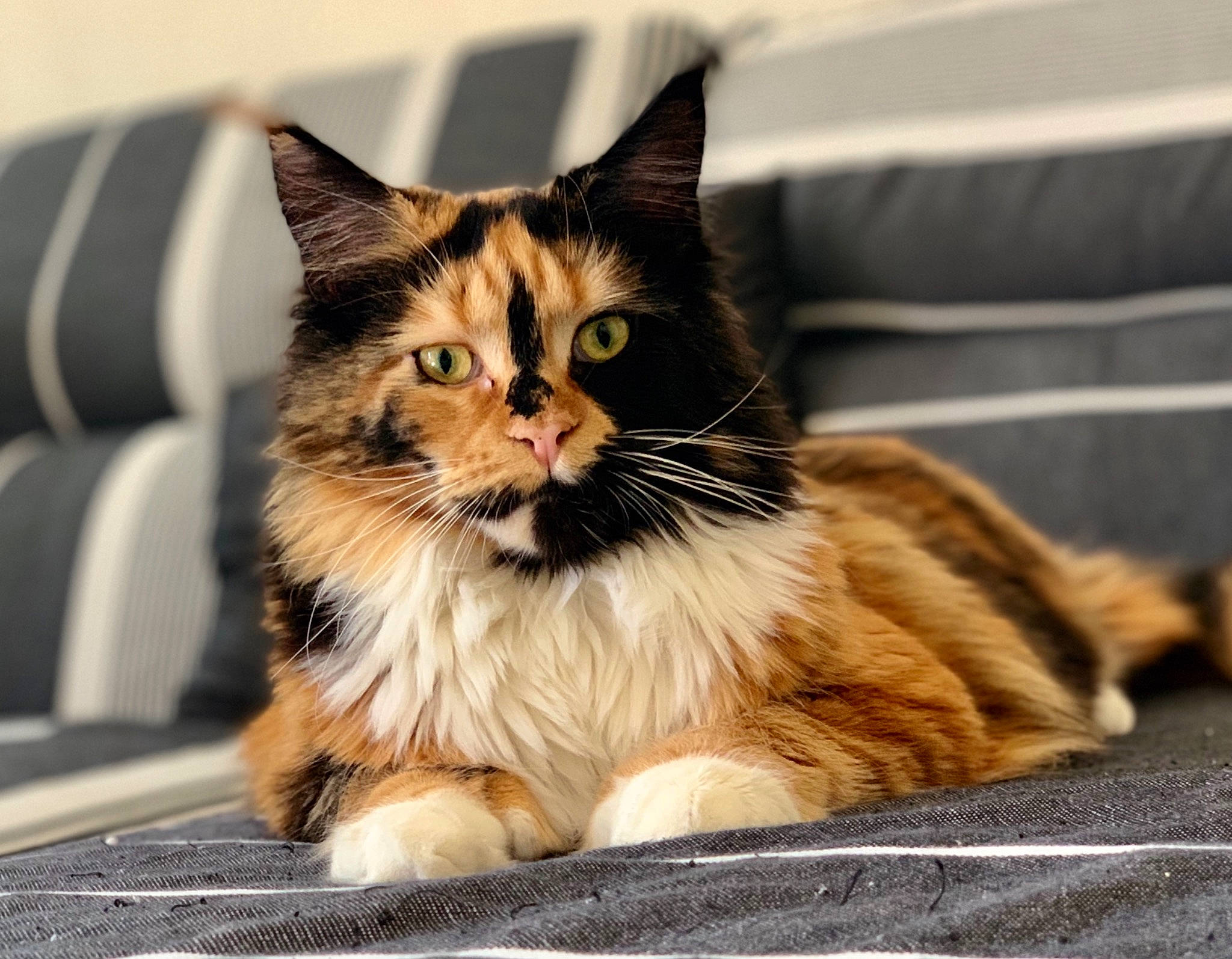 Ola Des Coons De Kent